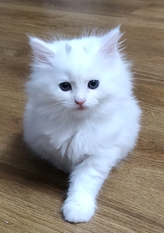 siberian kittens for sale gumtree